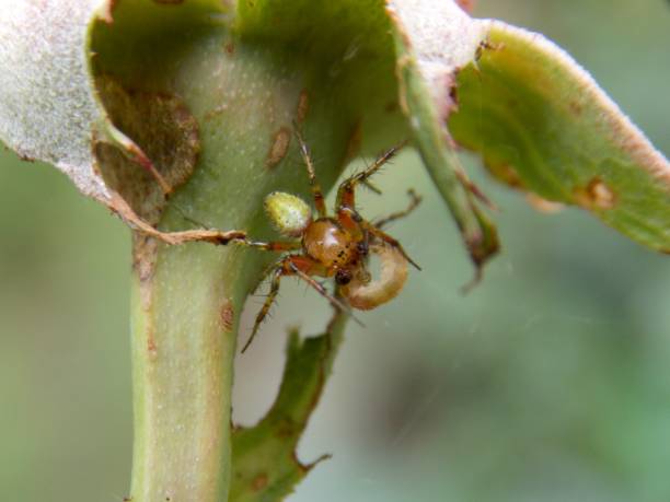 istock the little spider caught the caterpillar 1468609102