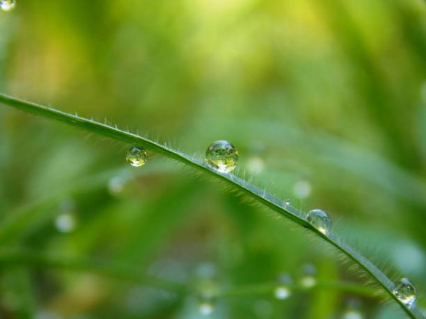 istock droplets on a blade of grass 1468609271