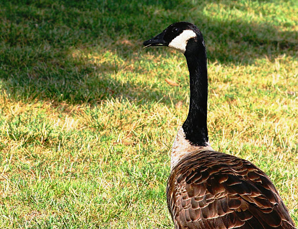 Hungry Goose stock photo