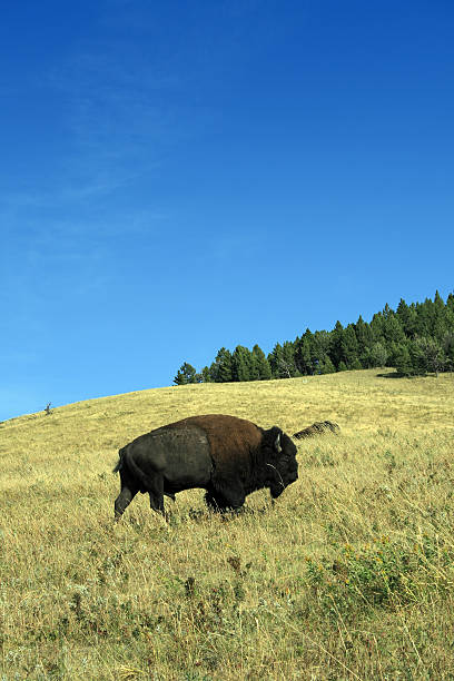 Grazing Buffalo stock photo