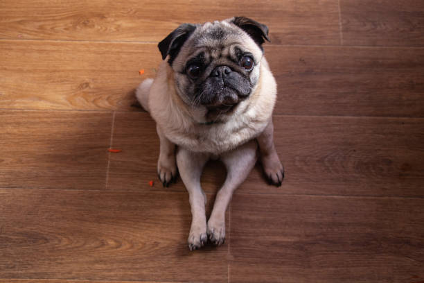istock pug sits on a wooden floor in the kitchen during breakfast view from top to bottom 1468611899