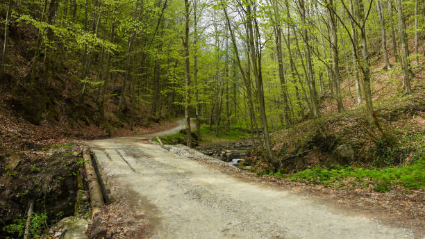 Free Picture Forest Trail Greenery Spring Time Wilderness Forest