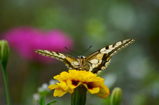 istock colorful butterfly on yellow flower 1468612314