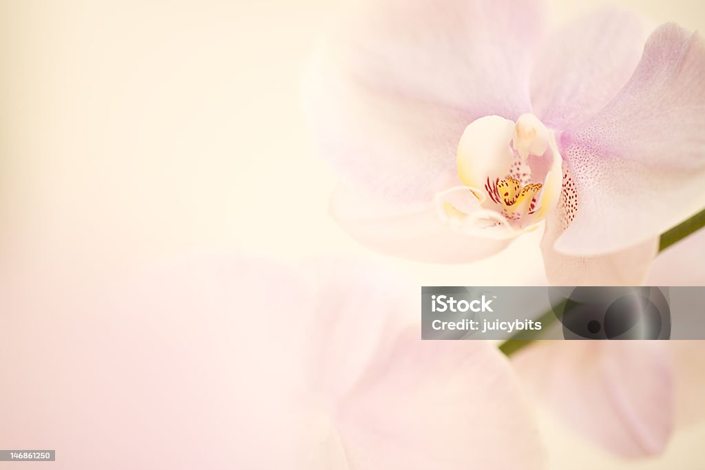 orchid fondo en tonos crema y rosa - Foto de stock de Belleza libre de derechos