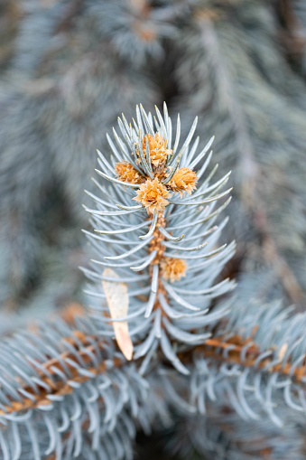 A close up image of a coniferous plant.