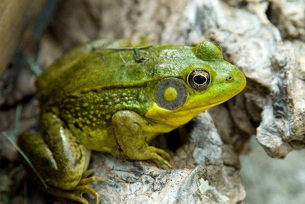 rã-touro - american bullfrog amphibian animal bullfrog imagens e fotografias de stock