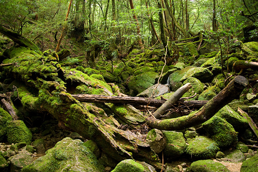 Ancient jungle of the Unesco World Natural Heritage island, Yakushima in Japan.