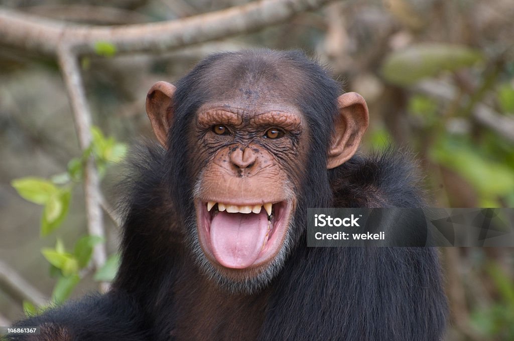 チンパンジー笑顔 - チンパンジー属のロイヤリティフリーストックフォト