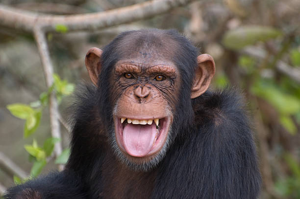 Chimpanzee smiling Young adult male chimpanzee making a facial expression that is considered a smile in the chimp world. Close up of face without a lot of detail. Taken in good sun light with a Nikon D70. chimpanzee stock pictures, royalty-free photos & images