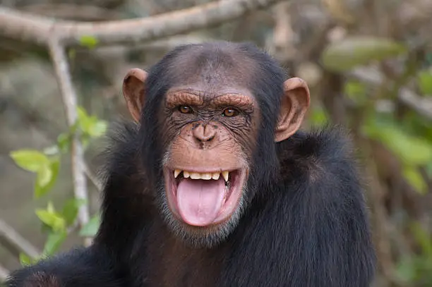 Young adult male chimpanzee making a facial expression that is considered a smile in the chimp world. Close up of face without a lot of detail. Taken in good sun light with a Nikon D70.