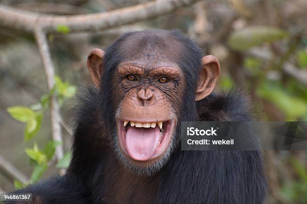 Шимпанзе Улыбается — стоковые фотографии и другие картинки Шимпанзе - Шимпанзе, Улыбаться, Примат