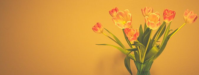 Bouquet of flowers, pink tulips in a transparent glass vase on an orange background.