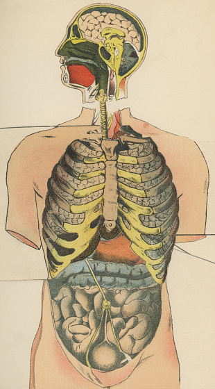 Medical illustration of human anatomy of the torso and head, respiratory and digestive systems. Vintage etching circa 19th century.