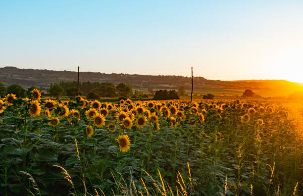 istock Sunflowers field rows in summer at golden hour sunset 1468614576