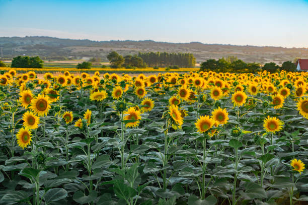 istock Sunflowers field rows in summer at golden hour sunset 1468614579