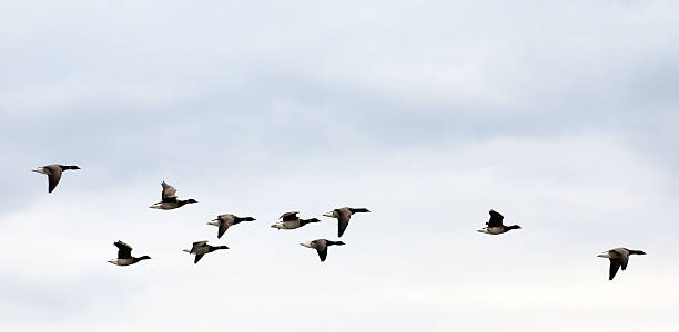 geese on autumn sky stock photo