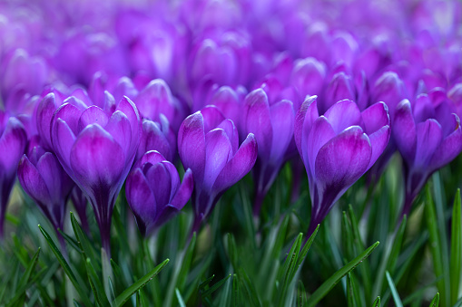 Close-up of blooming purple and white crocus flowers on meadow under sun beams in spring time at Velika planina, Slovenia.