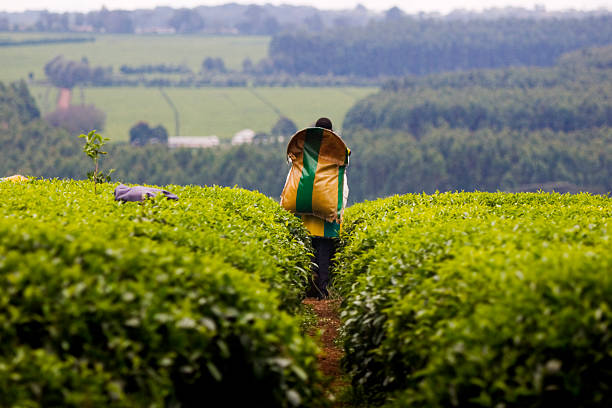 Tea harvest in Kericho, Kenya Man harvesting in a tea plantation with rolling fields in the background. kenyan man stock pictures, royalty-free photos & images
