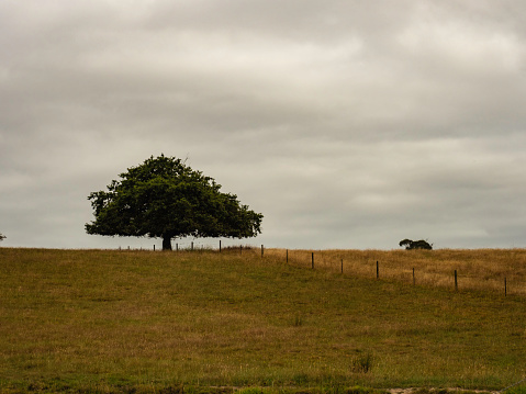 Tree with flat underside in field, rural Victoria