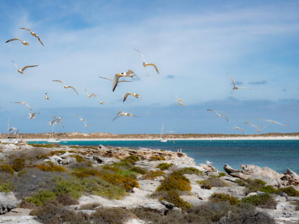 Sea birds in flight on the Houtman Abrolhos Islands Western Australia
