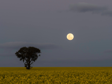 Moonrise over canola fields
