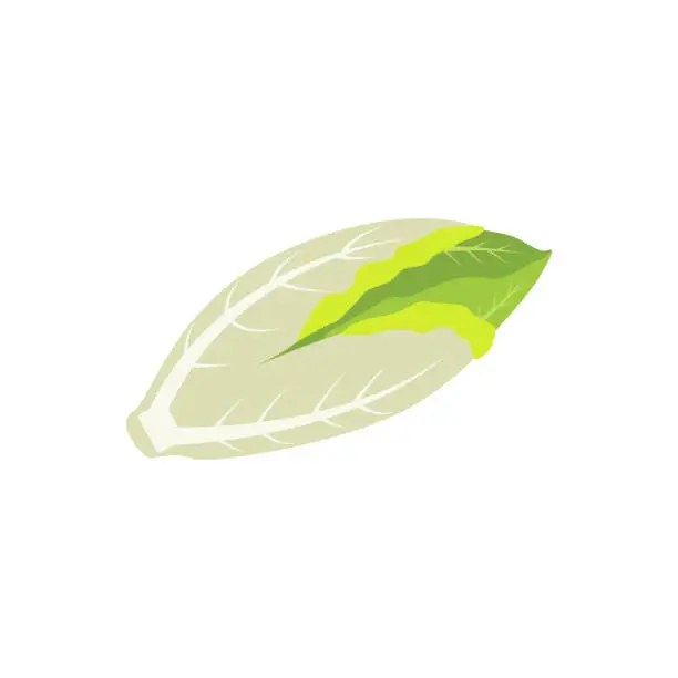 Vector illustration of Belgian endive, chicory greens