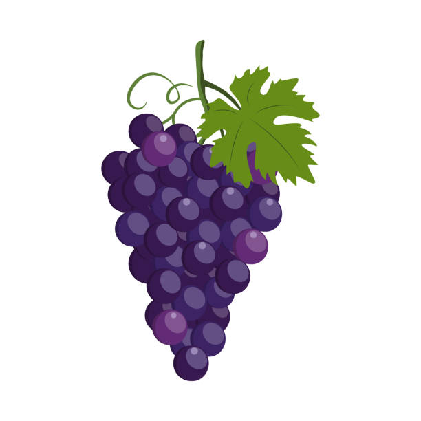 1,600+ Bunch Of Grapes Cartoon Stock Photos, Pictures & Royalty-Free Images - iStock 1-600-bunch-of-grapes-cartoon-stock-photos-pictures-royalty-free-images-istock