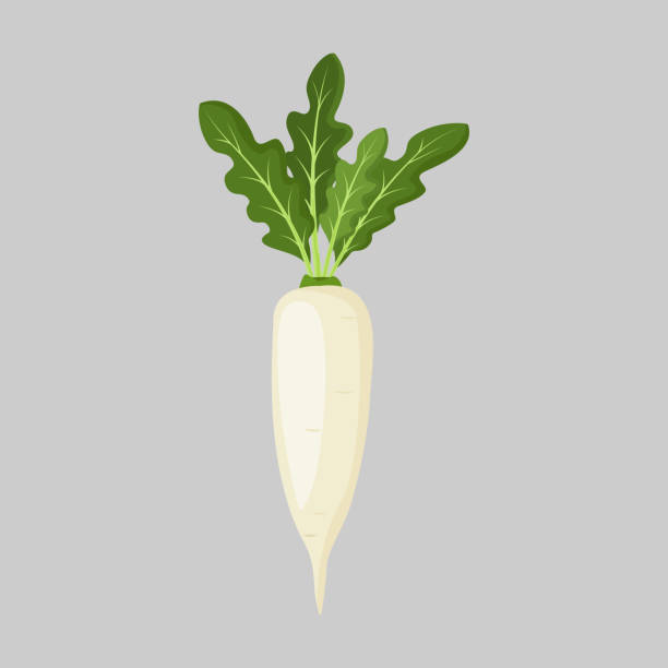 Daicon Raphanus sativus Daicon. Daicon Raphanus sativus, or white radish.Isolated on a gray background. For web, menu, logo, textile, icon. Vector illustration dikon radish stock illustrations