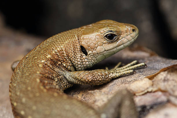 Lizard stock photo
