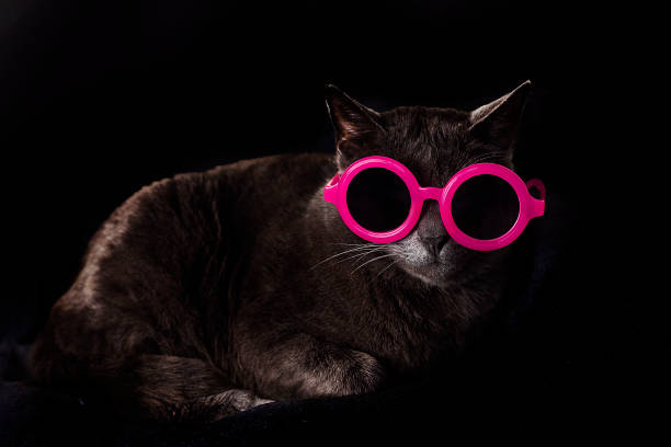 istock Burmese cat sits in pink dark round glasses with on a dark background. horizontal 1468617599