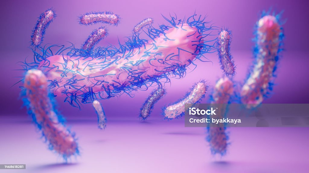 Enterobacterias Gram Negativas Proteobakterien Bakterien Wie
