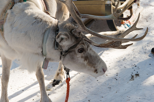 Portrait of a reindeer and a wooden sleigh. Lapland