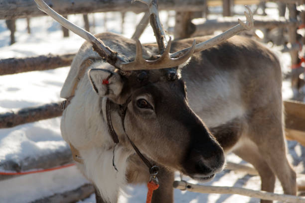 istock Brown and white reeindeer in Lapland 1468618808