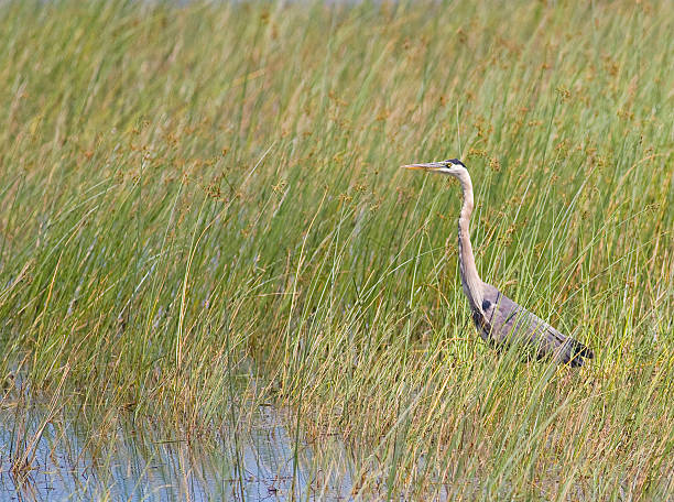 istock Great Blue Heron in Reeds 146861881