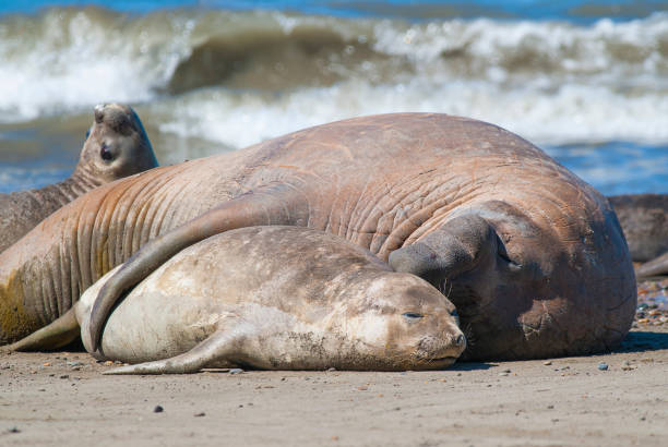 Elephant seal family, Peninsula Valdes, Patagonia, Argentina stock photo