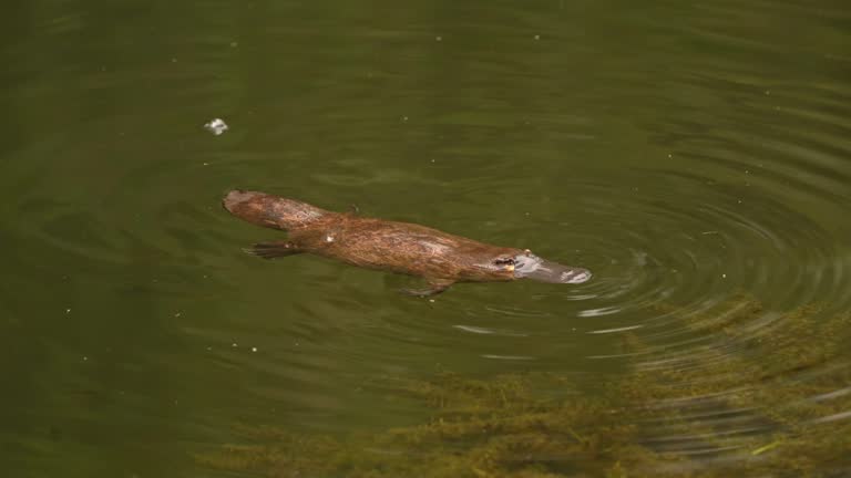 Platypus - Ornithorhynchus anatinus, duck-billed platypus, strange water marsupial with duck beak and flat fin tail swimming in lake, egg-laying mammal endemic to eastern Australia and Tasmania