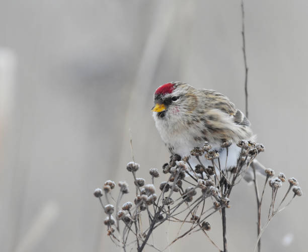 istock Common redpoll (Acanthis flammea) feeding on tansy seeds in winter. 1468620538