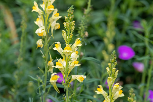 Close up of common toadflax (linuaria vulgaris) in bloom