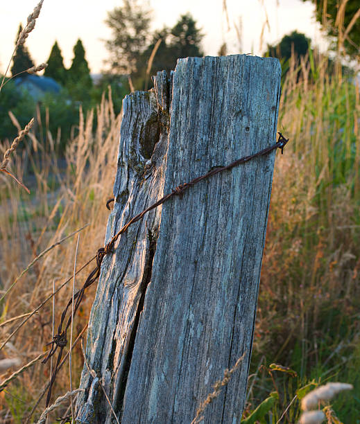 istock Old barbed wire fence in Abbotsford, British Columbia 146862126
