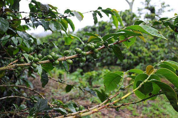 Coffee fruit stock photo