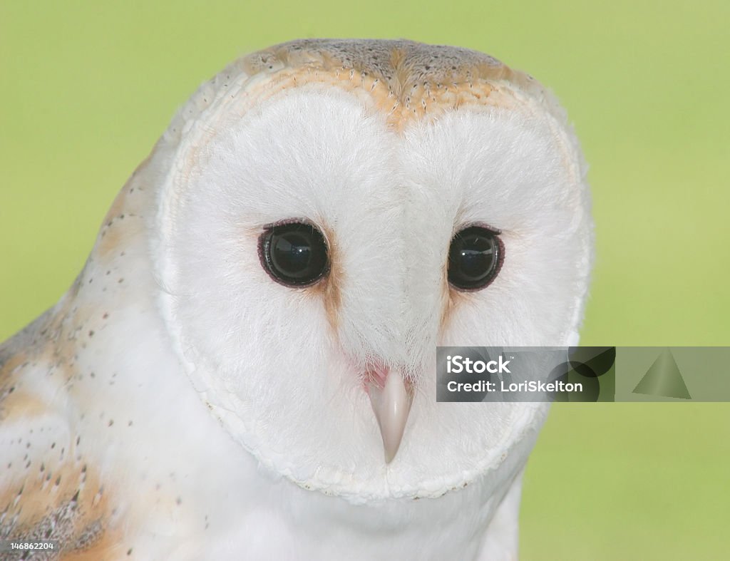 Close-up of lechuza blanca - Foto de stock de Animal libre de derechos