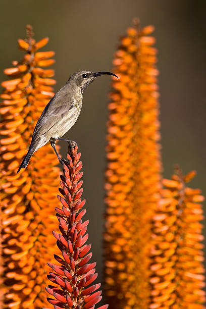 istock Female Amethyst sunbird 146862285