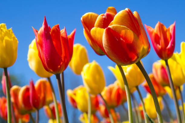 istock Colorful tulips in a park flowerbed. 1468623154
