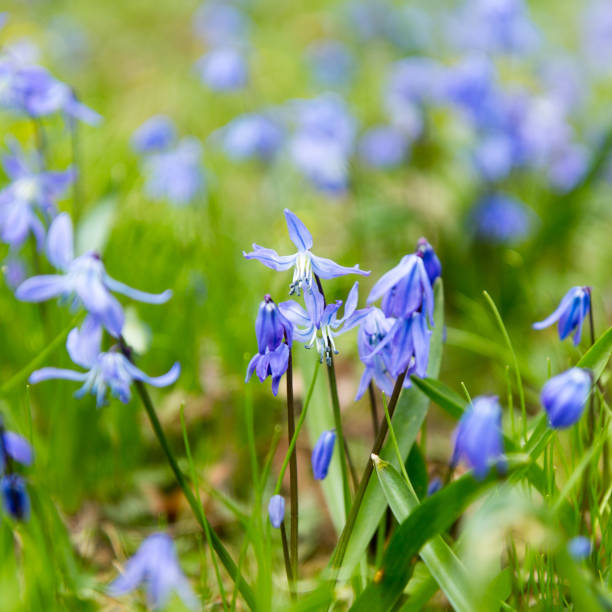 istock Small blue spring flowers on blur green background 1468623217