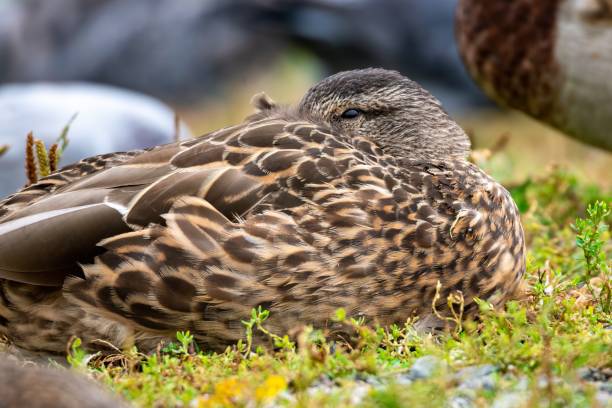 istock Female mallard duck (Anas platyrhynchos) 1468623326