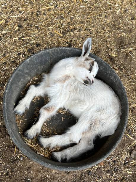 The girl and her little goatling are resting, laying their heads on the mother's knees, sitting in the grass