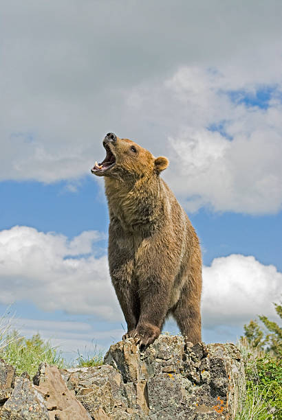 istock A grizzly bear roaring at the sky 146862411