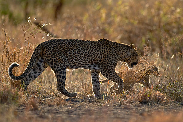 leopard mother and cub stock photo