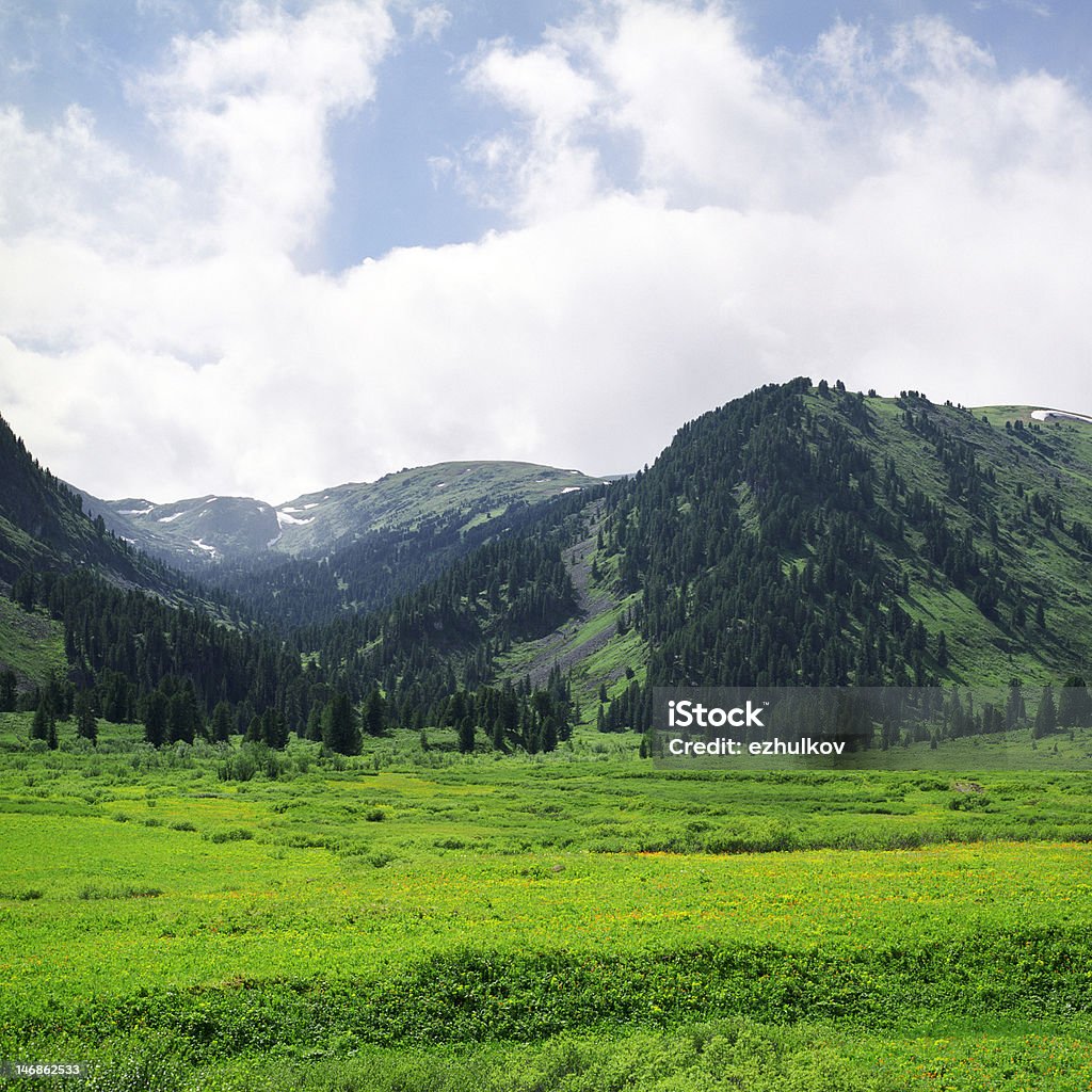 Mountain forest - Lizenzfrei Baum Stock-Foto