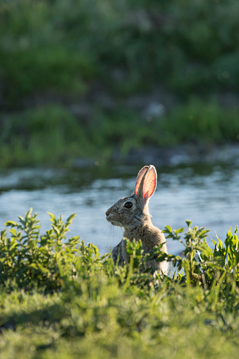 Bunny rabbit sitting up with the creek in the background